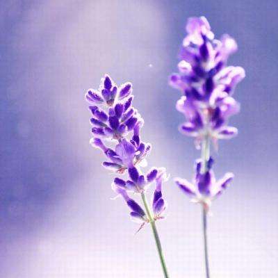 Welcome-凤凰彩票